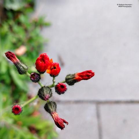 Some kind of orange hawkweed by the wayside - the flowers about to open.