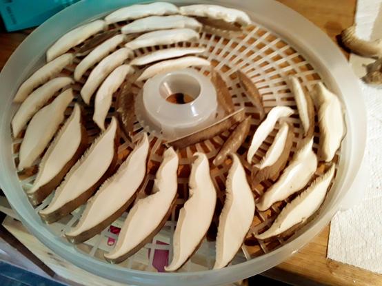 Shiitake mushroom slices in a dehydrator tray.