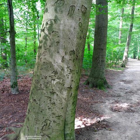 Ein Buchenstamm im Wald mit Markierungen, die wie Nachrichten oder Hieroglyphen aussehen.
A beech trunk in the forest with markings that look like messages or hieroglyphics.