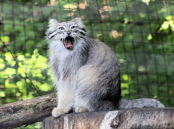 Pallas's cat Akar is standing on a cut log yawning with her mouth wide open and her tongue sticking out.