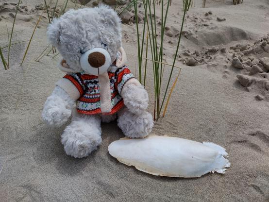 A small bear wearing a colourful jacket sitting on the beach with a cuttlefish bone in front of him
