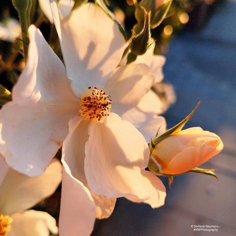 A backlit white rose flower with five petals, and a light-salmon-pink bud, both in profile by the wayside.