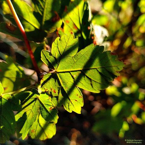 A backlit hawthorn leaf.