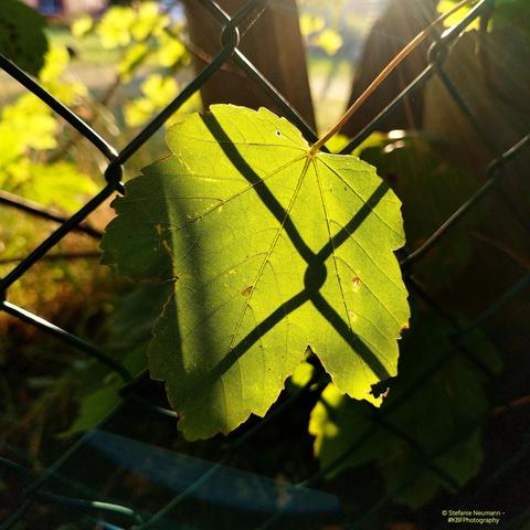 A backlit maple leaf in front of a wire-fence.