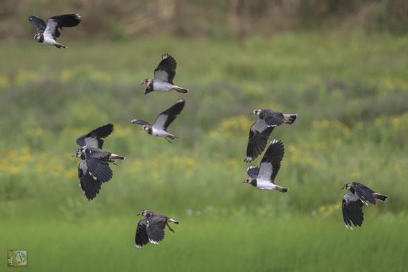Many waterfowl in flight above the summer meadows