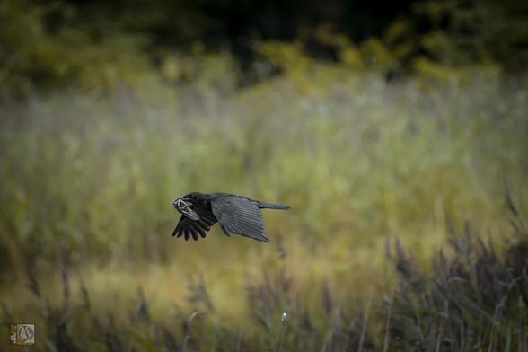 A Carrion Crow flying across the wetland with part of a rabbit in its beak