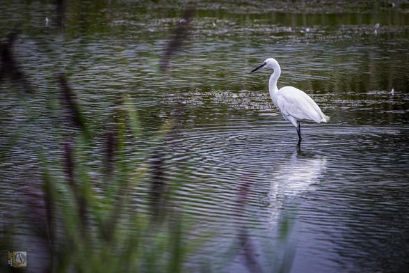 a small white heron in a lake