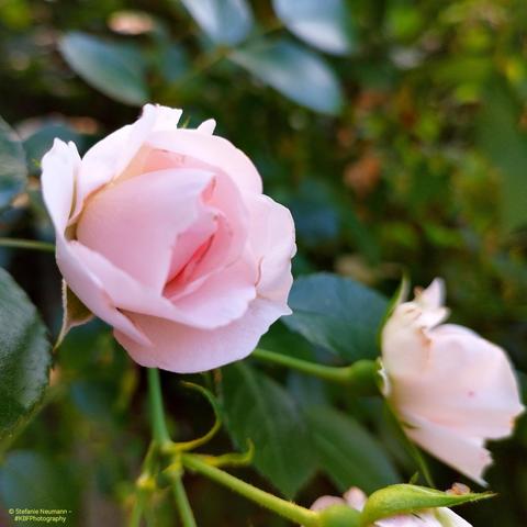 An opening, light-pink rose bud.