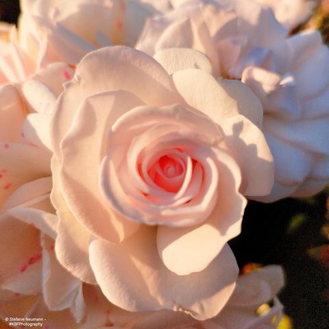 A backlit, unfolding, light-pink rose flower.