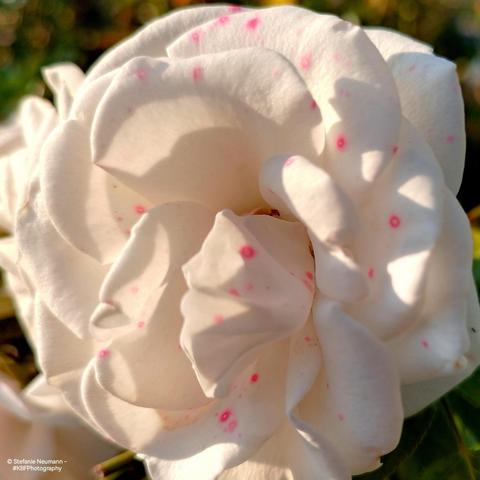 A backlit, opened, white rose flower with pink freckles.