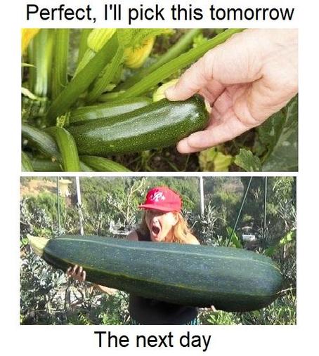 zucchini turns from normal to gigantic overnight