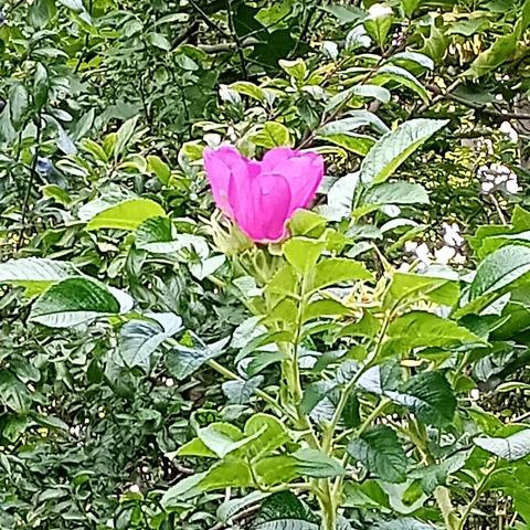 A single pink rose in amongst some wild looking green vegetation, in a park.