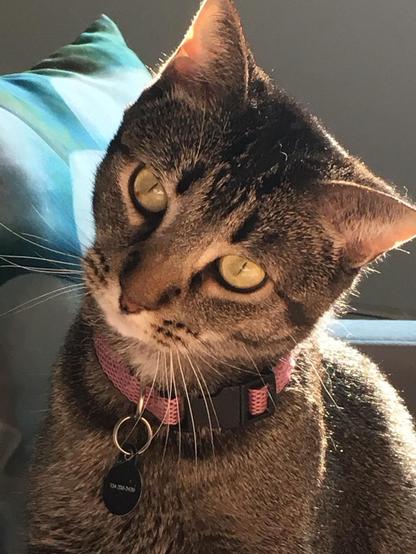 A pretty gray tabby with her head cocked, looking just off camera. 