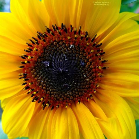 Close-up of a sunflower blossom with brown stamen, and yellow petals.