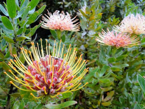 Foto gemacht in Kula, Maui. Eine stachelige, komplexe Blume, ein rosa Körper und gelbe Stacheln