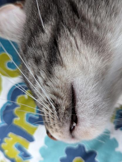 Side view of cats showing it's whiskers and grin