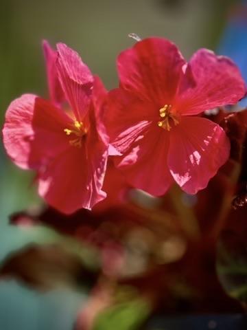 Beautiful red begonia flowers filling the picture with summer colour