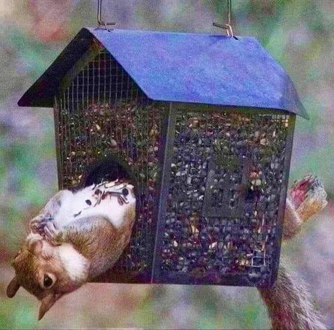 squirrel laying on its back in a birdfeeder eating seeds