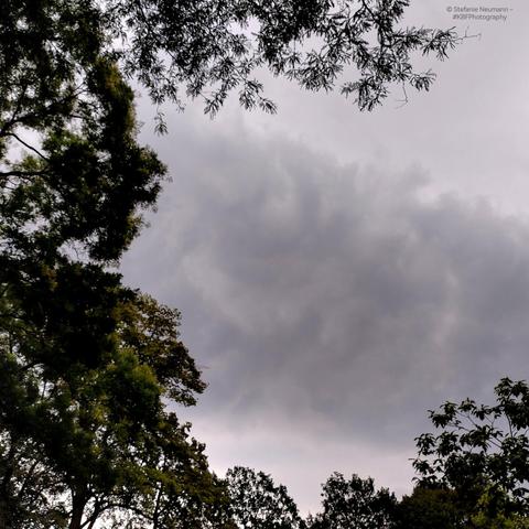 Dark clouds surrounded by verdant tree canopies.