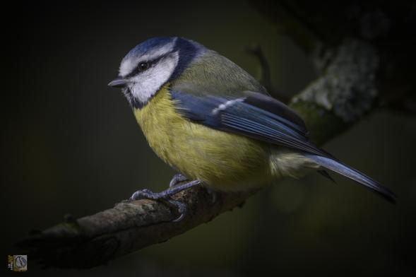 a blue, yellow, black and white bird perched on a branch