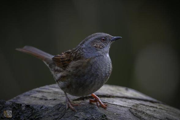 a brown bird with a grey/blue breast