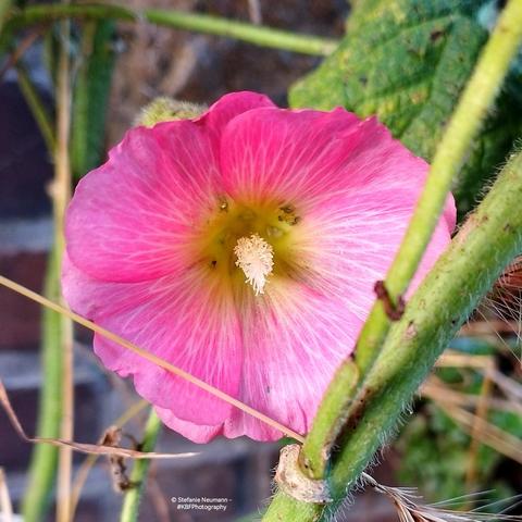 A pink hollyhock flower.