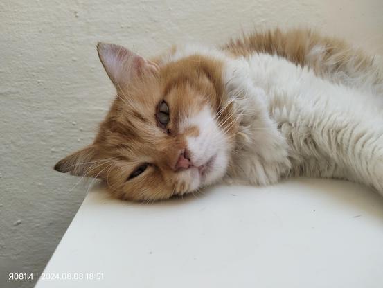 A large Ginger and white (dirty white...he likes rolling in the dust) cat, looking like he's had a little to much catnip, laying on a white table in front of a cream wall