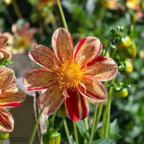 A dahlia flower with yellow stamen and eight flower petals of a light yellow to orange colour with red accents on them.