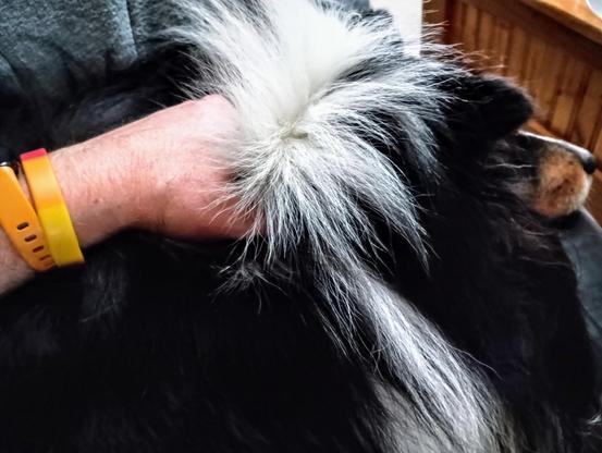 Tricolor Shetland sheepdog laying on a couch with his human's hand almost completely obscured by his long and generous ruff fur