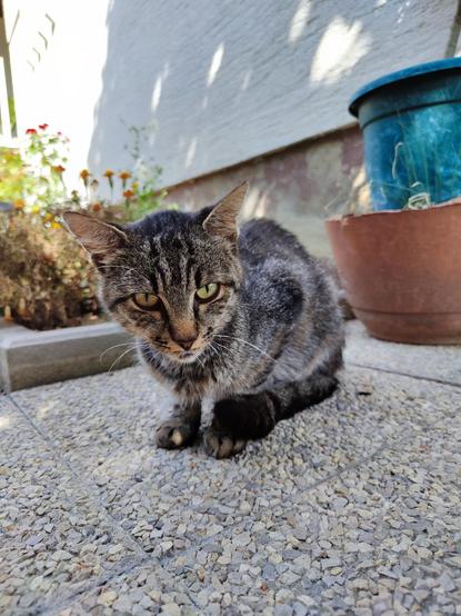 A little grey tabby cat half-loafing.