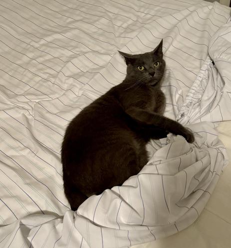 Gray cat Marley is lying on a white sheet with blue stripes, kicking the sheet with his back paws.