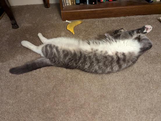 Cat stretching on carpeting