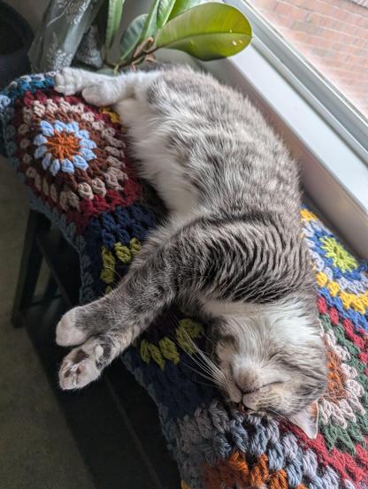 Cat lying on side on afghan