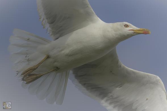 A gull with grey wings and yellow legs