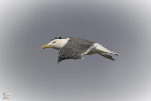 Gull with dark wings