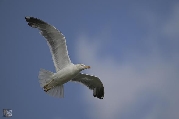 Gull with dark wings