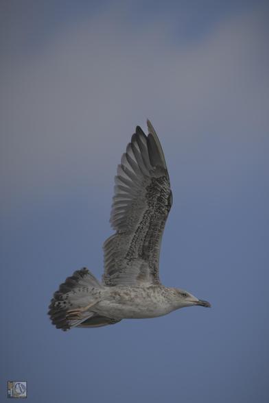 a mottled grey gull