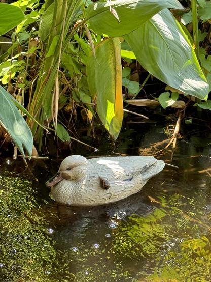 A small pond with a plastic duck and a snail on its back, surrounded by lush green leaves.