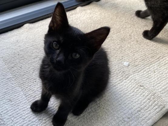 A very cute smol black kitten. 