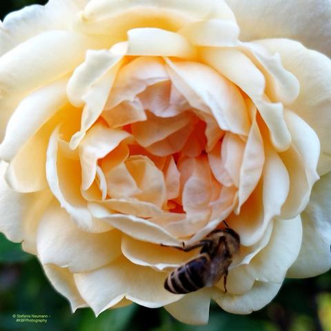 A light-yellow rose flower with a honey bee exploring.