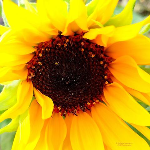 Close-up of a yellow sunflower blossom with brown stamen.