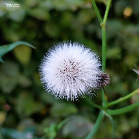 A little, white blow ball of some kind.