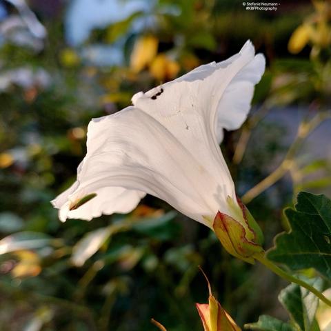 A backlit, white morning glory flower with insects on it.