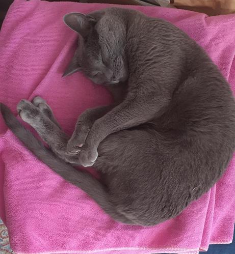 Grey cat in deep sleep on a pink towel #Caturday #CatsOfMastodon