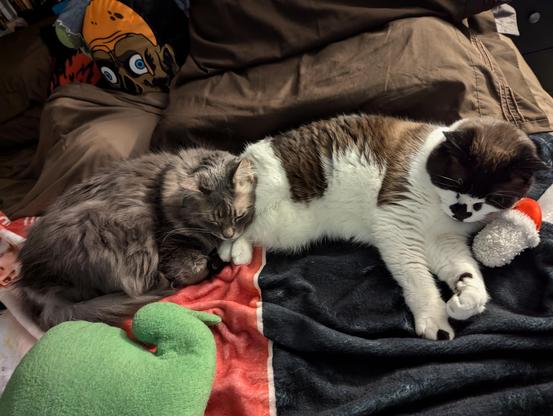 Image depicts two cats sprawled across a jumble of blankets and pillows asleep, or nearly so. The cat stretched out on the right is a white brown and black female snowshoe, the one curled up on the left is a male grey tabby Maine Coon. He is using her feet as a headrest.