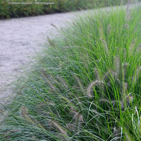 Gras mit grünen Halmen und grauen Blüten am Rande eines sandigen Weges.
Grass with green blades and grey blossoms by the side of a sandy path.