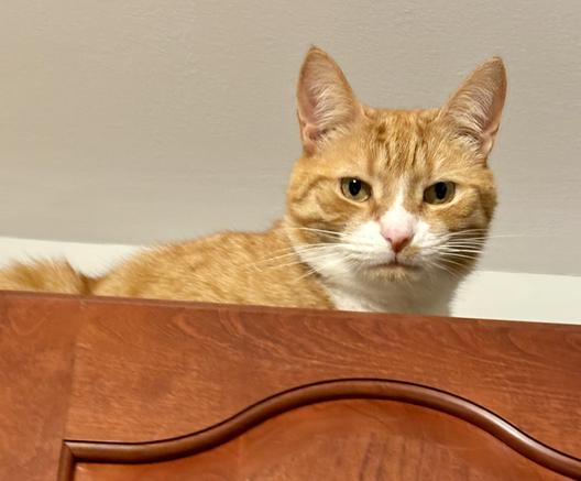 Orange tabby Ziggy is peering down from on top of the kitchen cabinets.