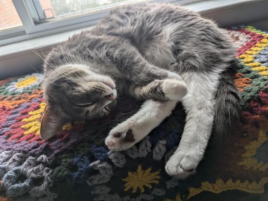 Cat curled up on afghan, showing all 4 paws