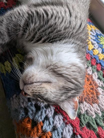 Closeup of snoozing cat's face