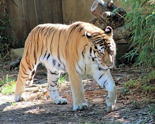 Right side view of Amur tiger Métis walking through his yard with a determined look on his face.